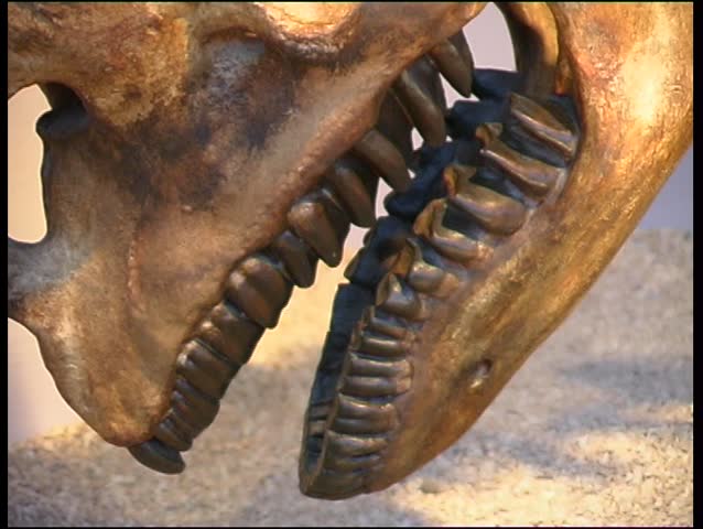 Arsinoitherium an extinct mammal from Egypt