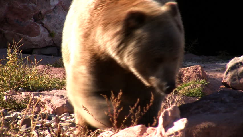 A grizzly bear approaches the camera.