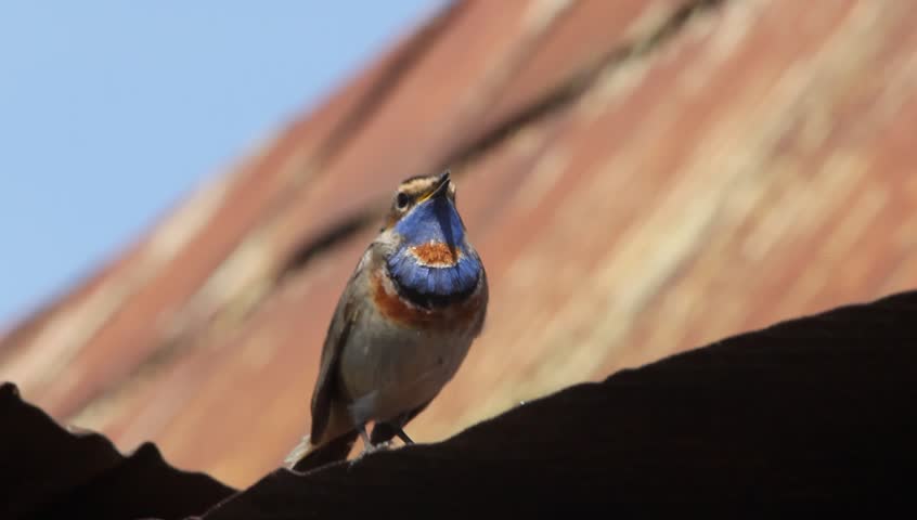 Bluethroat, male. The beautiful bird sings a spring song.
