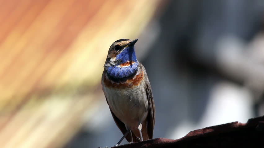 male Bluethroat (Luscinia svecica). The beautiful bird sings a spring song.