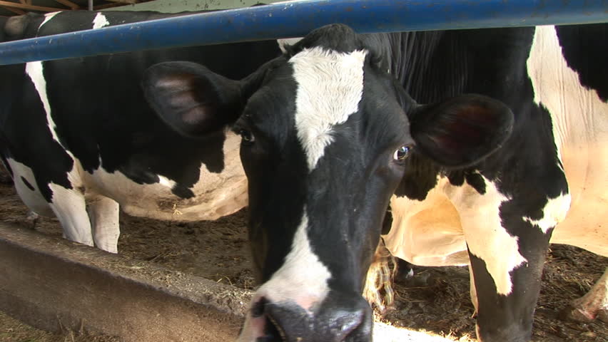 Cows in the farm, three different video shots in one video footage
