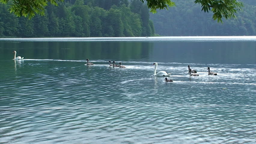 Swans and their cygnets swimming in a lake in Austrian Alps. 