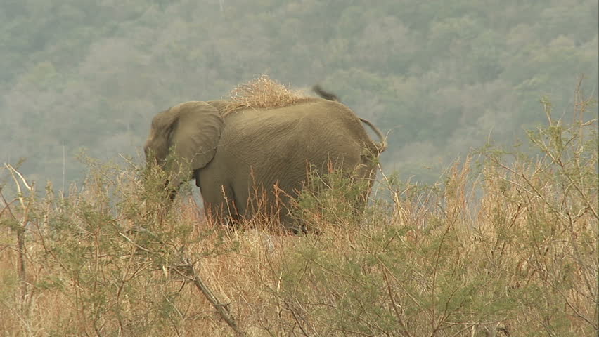 Playful African elephant throws tuft of grass on his back