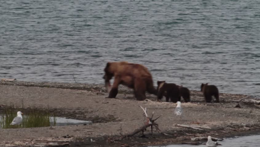 A mother (sow) grizzly catches a sockeye salmon and hustles off to a safe place where she and her four cubs can enjoy the feast in privacy in Katmai National Park, Alaska. 