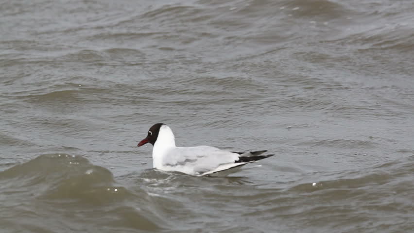 black headed gull swimming in the sea 