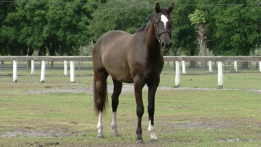Trakehner sport horse Abailes GS standing in an equestrian field at GoldenGael Farm. 