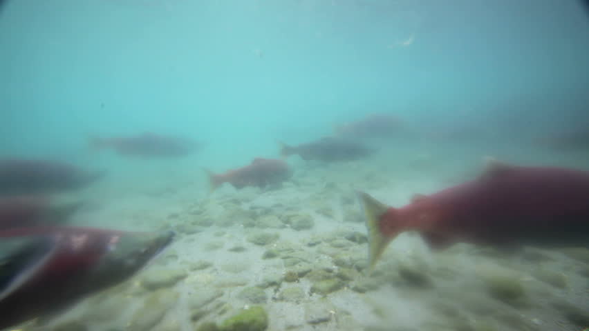 Salmon under water