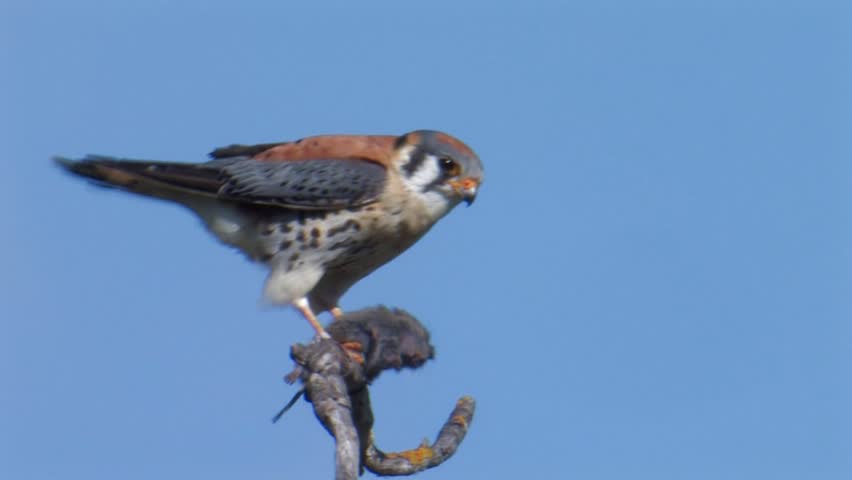 American Kestrel perched and eating a small mammal. 