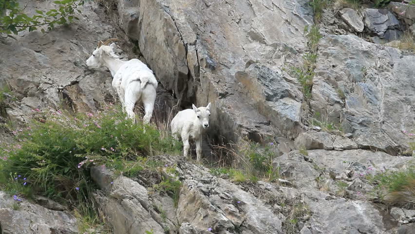 Dall sheep mother ewe and lamb on rocky and steep mountain cliff and ledges near Anchorage Alaska. Along mountain in Turnagain Arm. Eating grass. Pure white wild sheep. Wildlife in the wild.