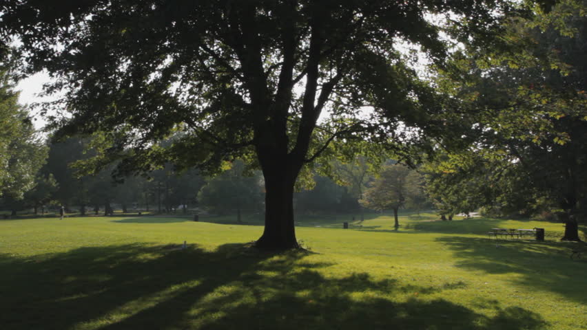 Big, beautiful green tree in the park. Sound of wind in the leaves. Mount Royal, Montreal, Quebec, Canada.