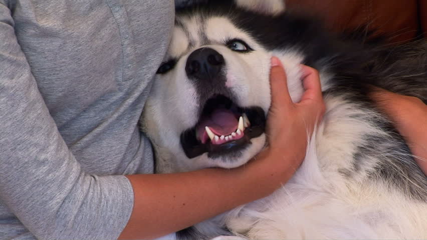 Woman petting dog