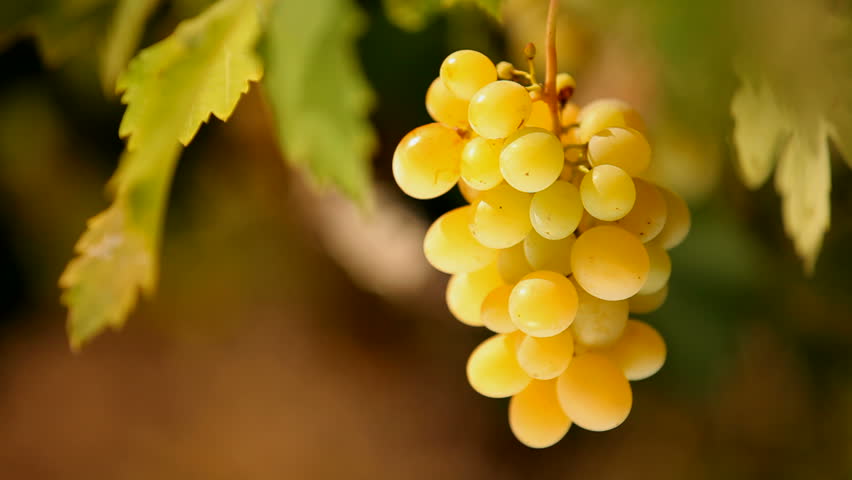 Beautiful grapes. A bunch of white grapes growing on vine branch. The background is blurred.