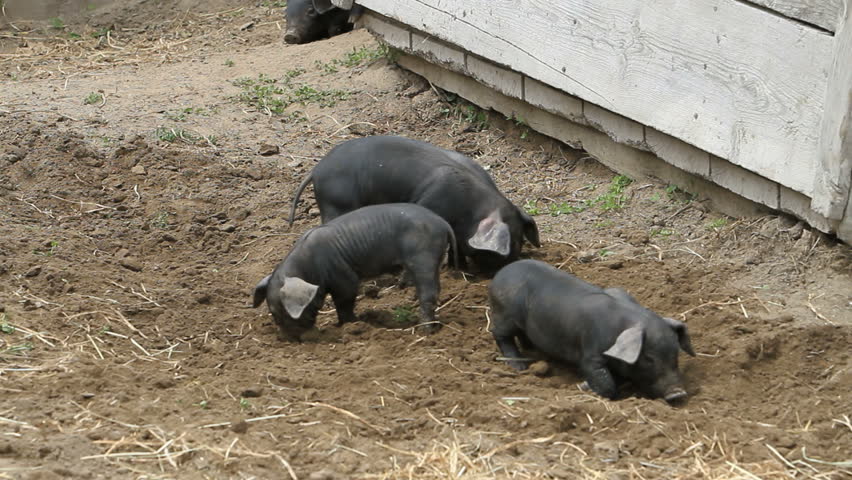 Baby pigs and sow in a farm yard in British Columbia, Canada. Small animals rutting and playing in the dirt when mother sow walks into the view. Sow is very large with full of milk to feed the young piglets.