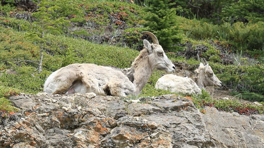 Wildlife Female Bighorn sheep ewe and young lamb laying high on a rocky mountain cliff. Calmly watching. Shaggy hair from early summer shedding.
