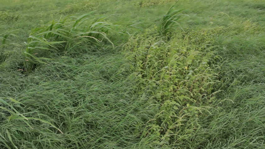 Walk through a variety of grass, crops growing in open field. 1080p