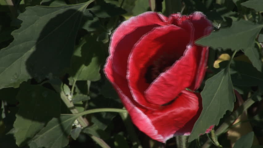 the wild poppy flower is wobbling in the wind