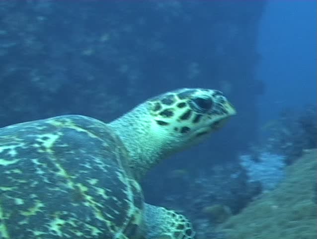 Hawksbill Turtle swimming over Softcorals @ North Twin Pinnacle, Andaman Sea, Myanmar