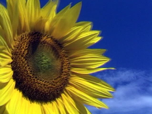 A bright yellow sunflower swaying in the breeze. Blue sky in background.