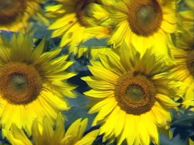 Beautiful, bright yellow sunflower seed heads blowing in the wind.