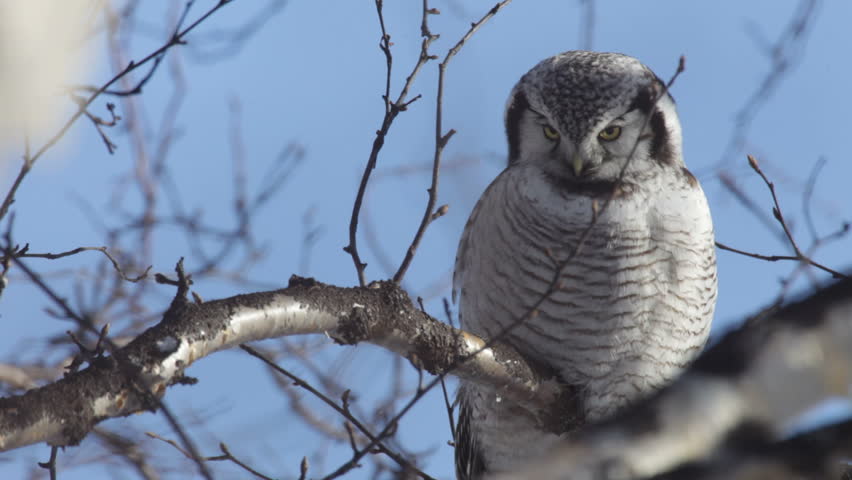 Owl, winter