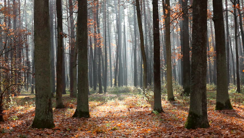 Autumn forest 