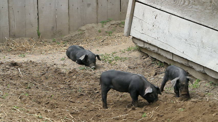 Baby pigs rutting in the soft ground in a farm yard, Three little pigs. Digging for grubs and insects. Cute and cuddly.