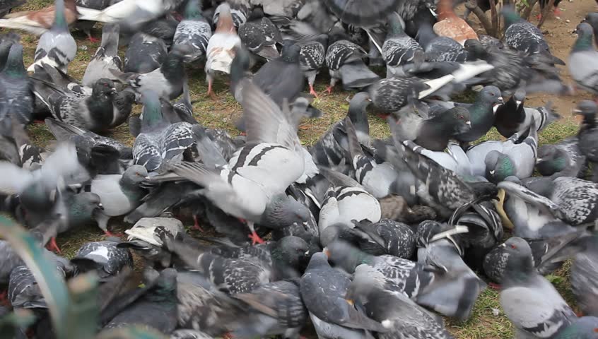 pigeons scurry for food