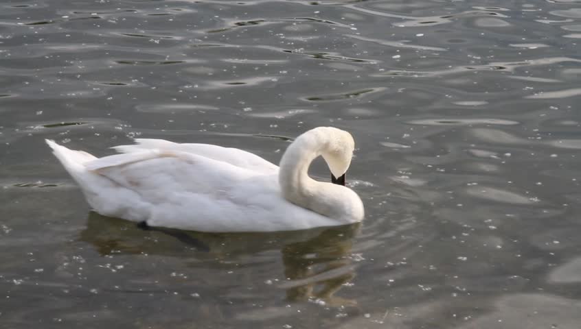 swan dives 