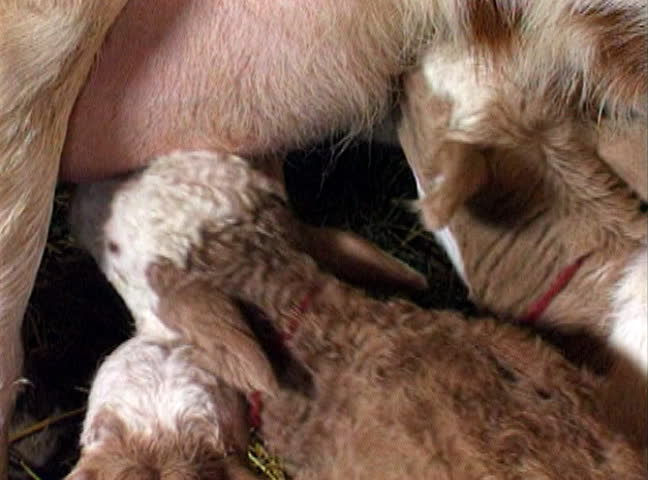 Cow feeding four young calves in a barn.
