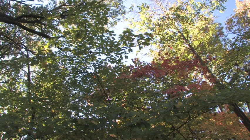 Forest Canopy, Slow Pan