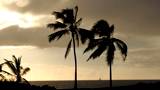 Palm Trees are silhouetted against a sunset over the ocean with a sailboat sailing between the trunks in Hawaii.