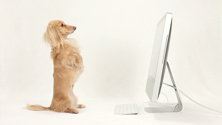 Dachshund looking at a monitor