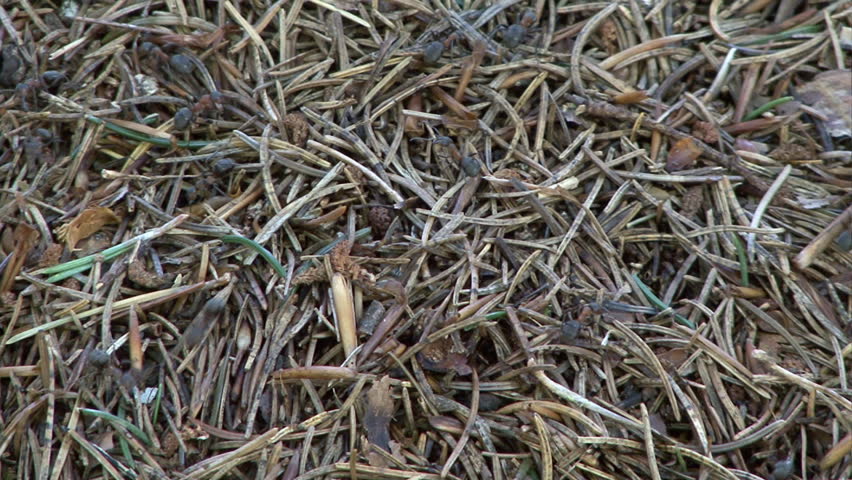 anthill 