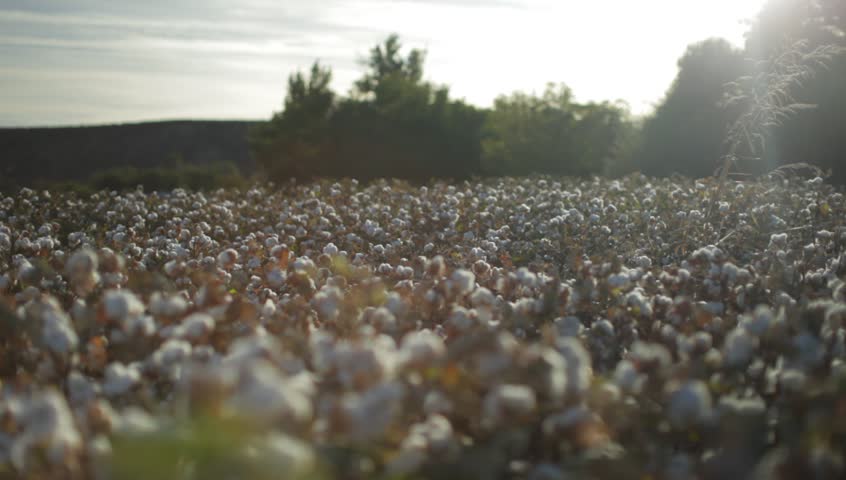 Tracking shot of cotton fields in Arizona.
