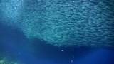 Massive school of riverside fishes (Atherinidae) over reef