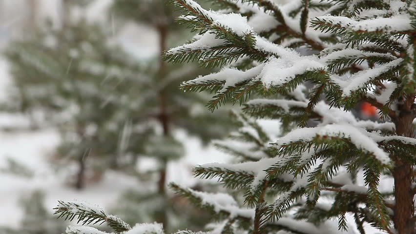 Branch of fir-tree with snow during winter 