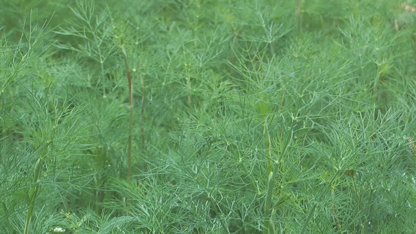 HD 1080 close up shot of dill in the wind.