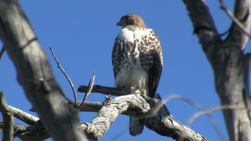 Red Tailed Hawk Perched On Branch