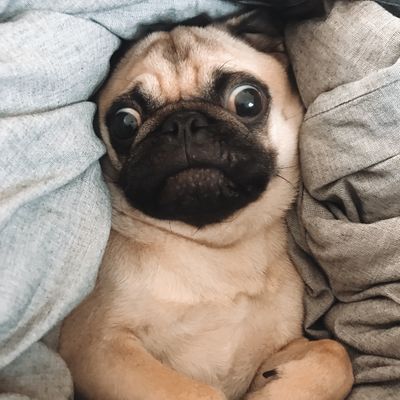 pug template tabs