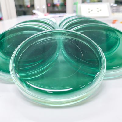 Escherichia On Salmonella Shigella Ss Agar Stock Photo ...