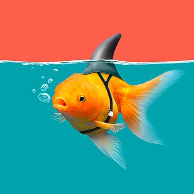 Goldfish Shark Fin Swim Green Water Stock Photo 1173126709 | Shutterstock