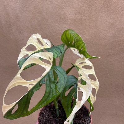 Variegated Monstera Adansonii Archipelago Rare Plant Stock Photo 2025354395  | Shutterstock