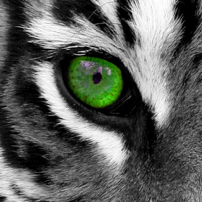 Black White Tiger Vector Stock Vector (Royalty Free) 39729556