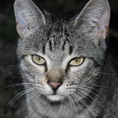 ClarabelleWiza