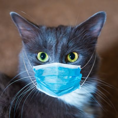 Cat Medical Mask Protective Antiviral Mask Stock Photo Edit Now