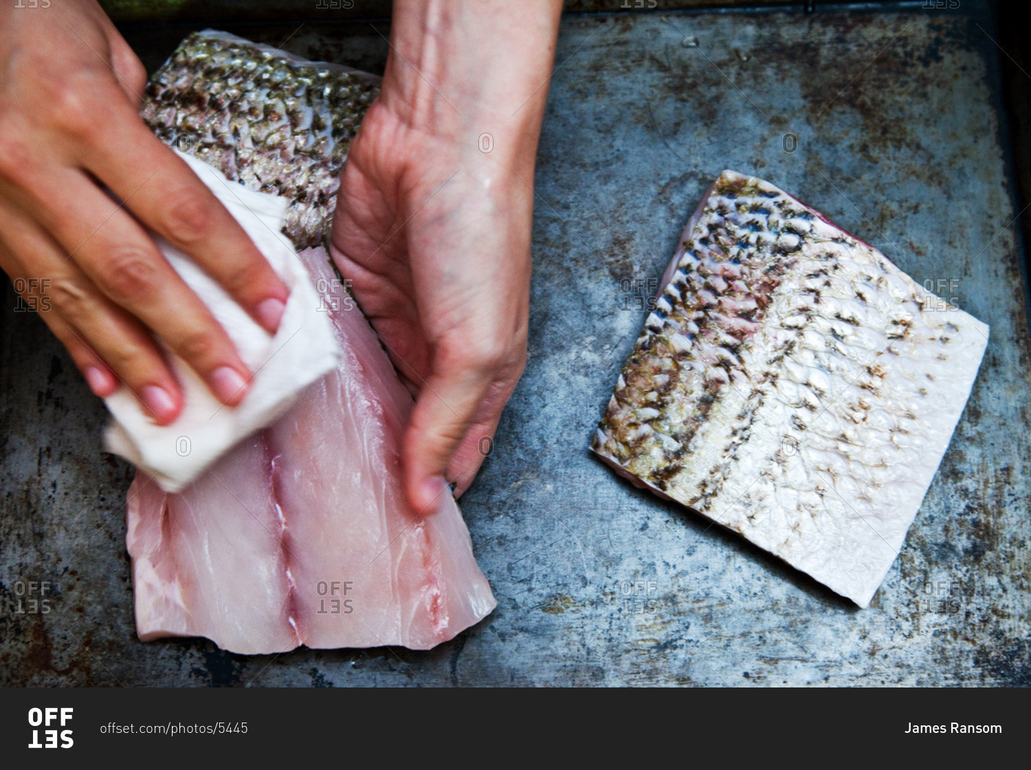 Cleaning a filet of striped bass
