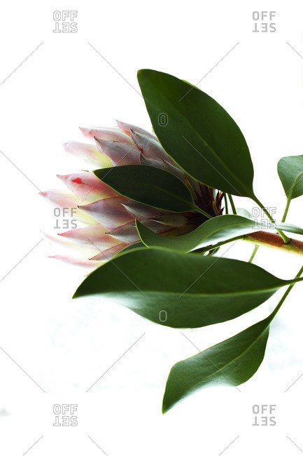 Exotic flower and green leaves on bright white background