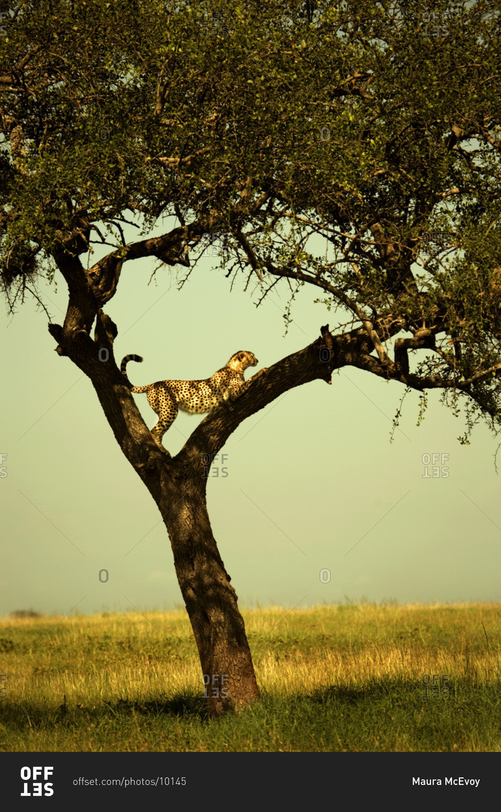 Leopard positioned between branches in tree on Serengeti Plains