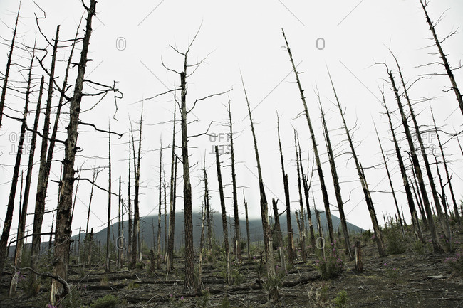Rows of bare trees in the Dead Forest near the Tolbachik Volcano, Russia