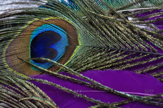 peacock feathers stock photos - OFFSET